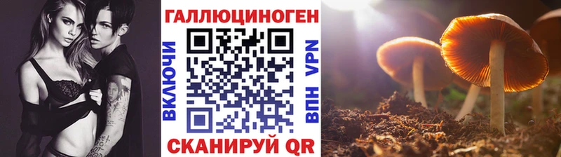 Купить где  Таруса  Галлюциногенные грибы GOLDEN TEACHER 